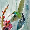 Kolibri and the Snap Dragon