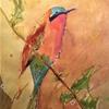 Carmine Bee Eater (framed)