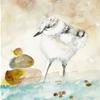 Calidris